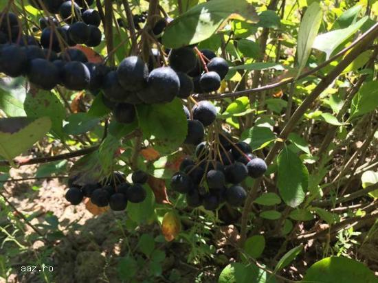 Vand fructe ARONIA BIO proaspete incepand cu data de 12 august 2019