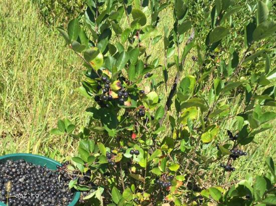 Vand fructe ARONIA BIO proaspete incepand cu data de 12 august 2019