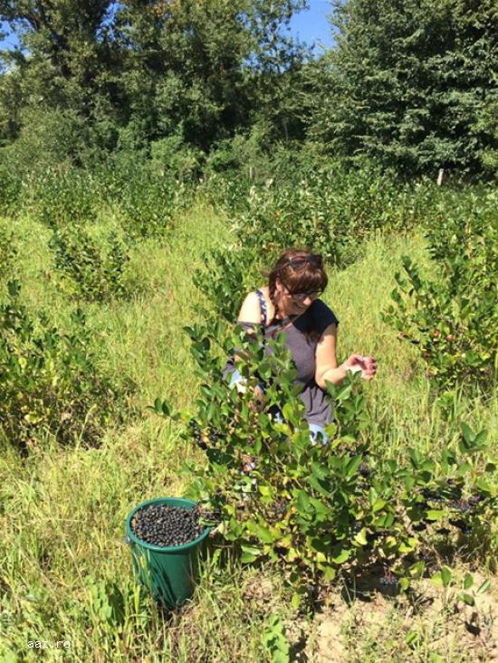 Vand fructe ARONIA BIO proaspete incepand cu data de 12 august 2019