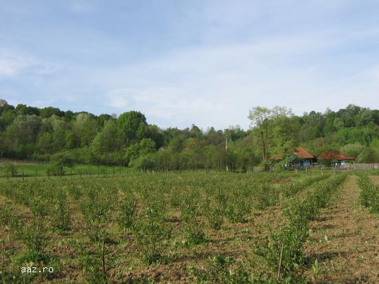Vand fructe ARONIA BIO proaspete incepand cu data de 12 august 2019