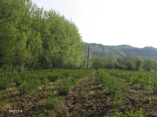 Vand fructe ARONIA BIO proaspete incepand cu data de 12 august 2019