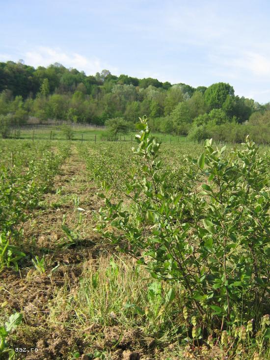Vand fructe ARONIA BIO proaspete incepand cu data de 12 august 2019