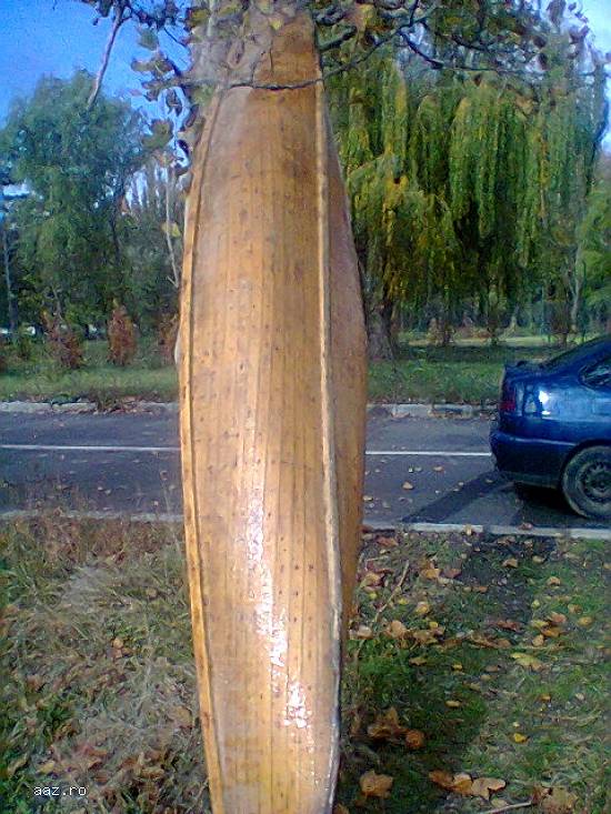 Barci si canoe din lemn