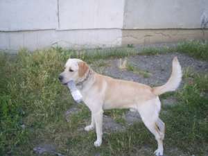 Ofer Golden Retriever pentru imperechere
