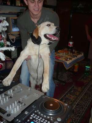 Ofer Golden Retriever pentru imperechere