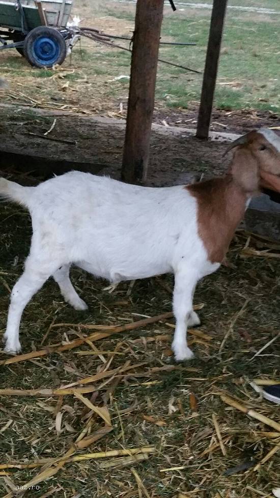 vand capre saanen cu pedigree , tapi saanen,  alpin si 1 capra