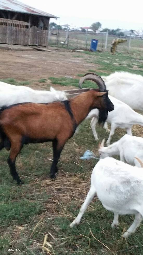 vand capre saanen cu pedigree , tapi saanen,  alpin si 1 capra