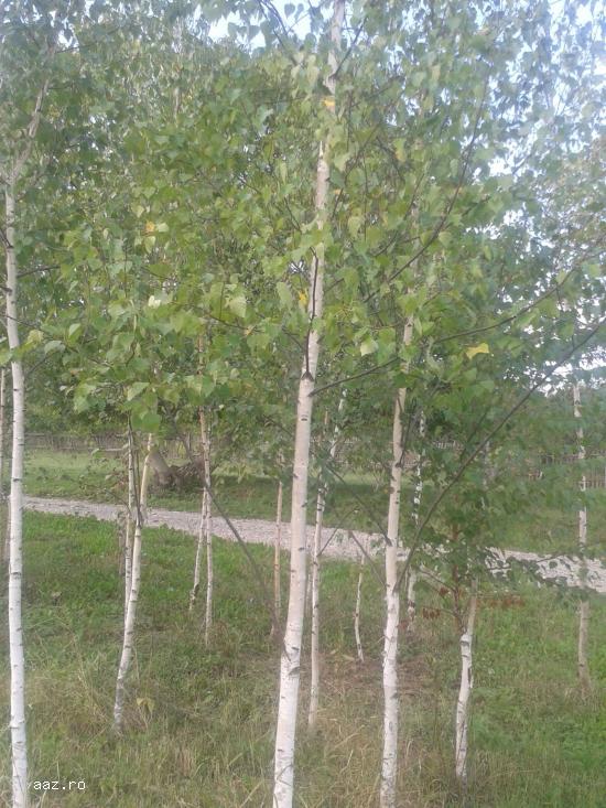 Vand mesteacan pletos,   tei argintiu,   plante ornamentale