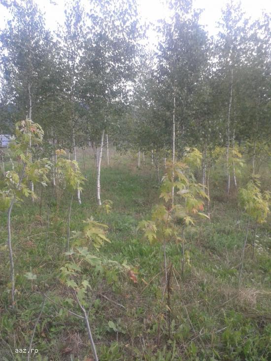 Vand mesteacan pletos,   tei argintiu,   plante ornamentale