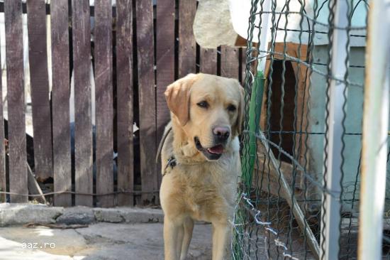 ofer labrador auriu pentru imperechere
