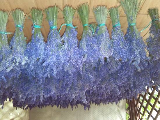 vand lavanda uscata