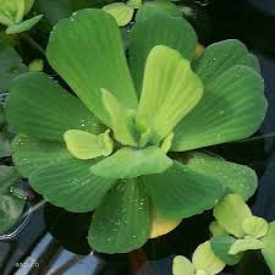 Pistia stratiotis