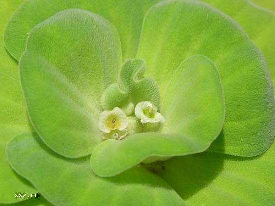 Pistia stratiotis