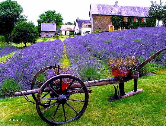 Vand seminte lavanda
