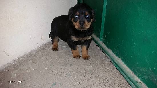 Pui Rottweiler