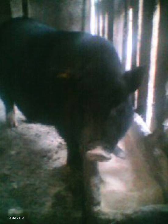 vand scrofita