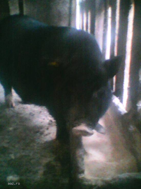 vand scrofita