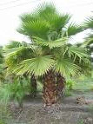 vand seminte palmier