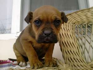 3 fetite superbe boxer de vanzare la super pret!