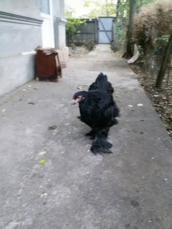 Vand brahma negru puica