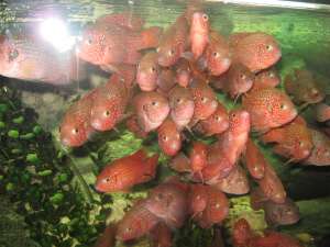 Pesti Hemichromis Bimaculatus
