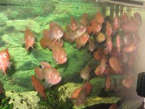 Pesti Hemichromis Bimaculatus
