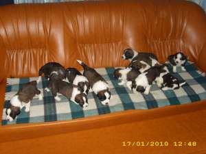 vand pui saint bernard
