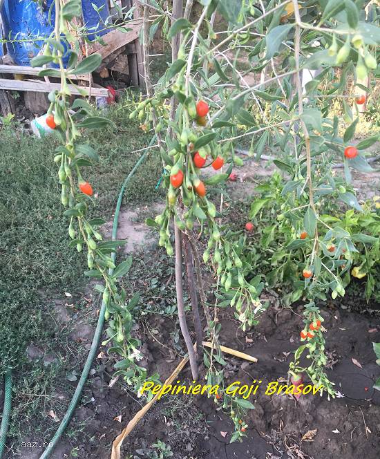 Pepiniera Goji Brasov - plante de calitate