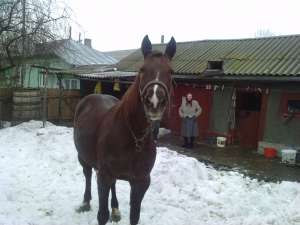 cal-iapa-de vanzare