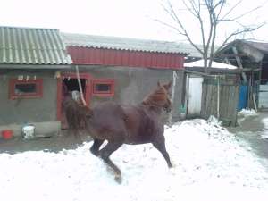 cal-iapa-de vanzare