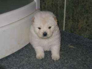 pui chow chow