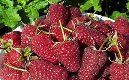 Zmeura butasi cayuga, rubin, polka -50+50 gratis
