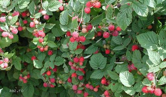 Zmeura butasi cayuga, rubin, polka -50+50 gratis