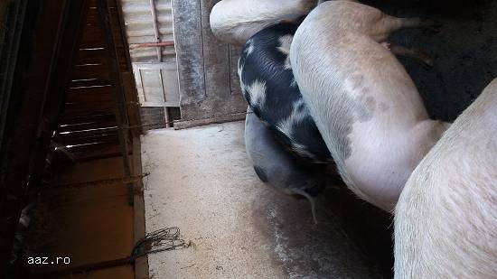 Porci de Vinzare