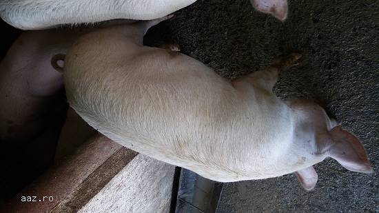 Porci de Vinzare