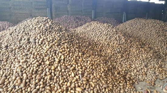 Vand cartofi de consum vrac