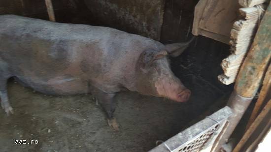 PORCI CRESCUTI NATURAL