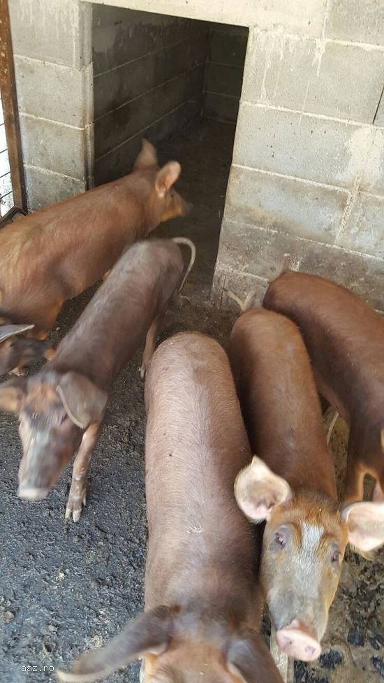 PORCI CRESCUTI NATURAL