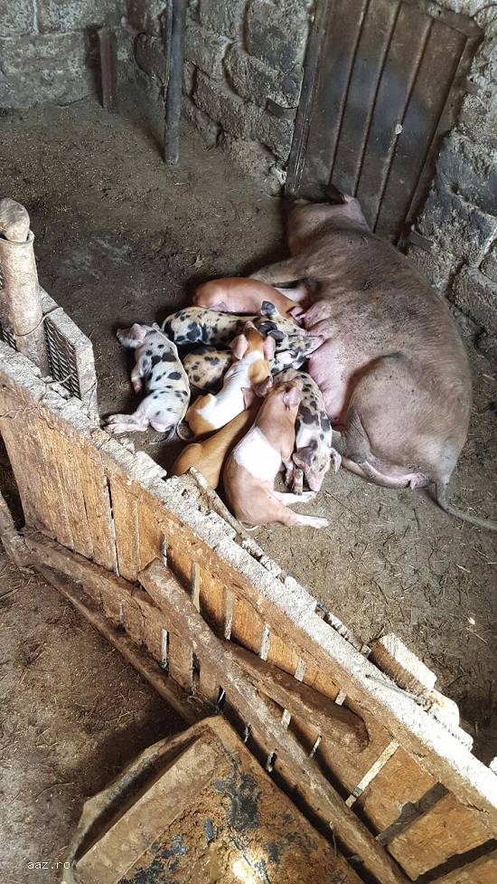 PORCI CRESCUTI NATURAL