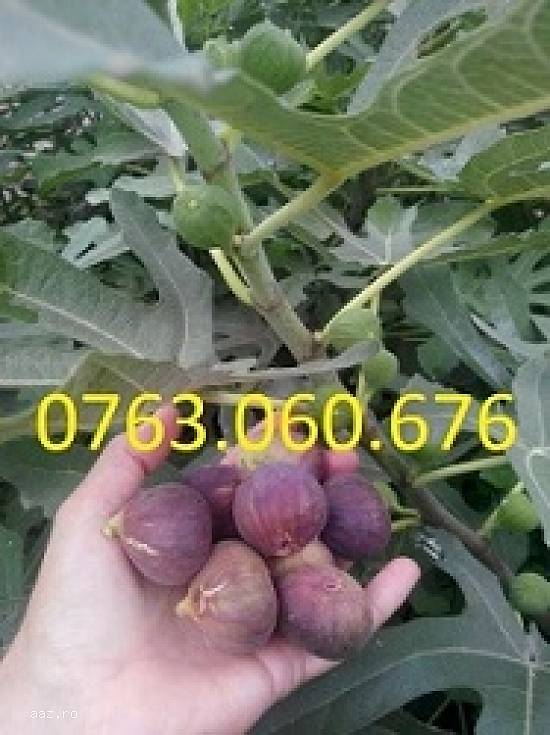 VAND Smochin roditor Mov si Galben /POZE REALE