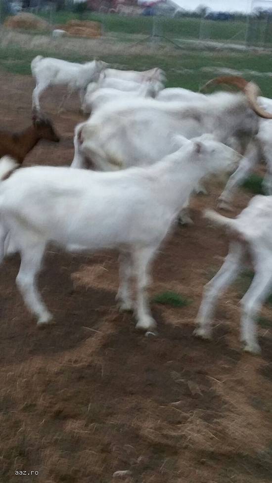 150 euro  capre saanen urgent si cu tapi langa ele. sunt crotaliat