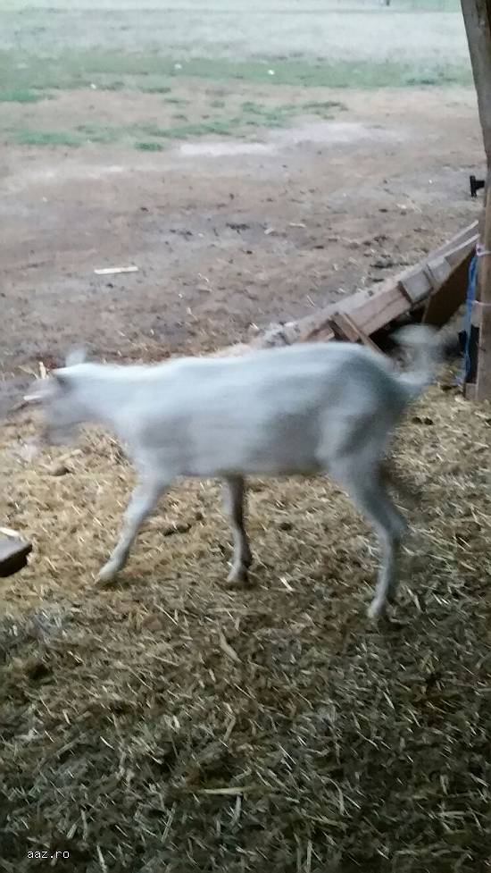 150 euro  capre saanen urgent si cu tapi langa ele. sunt crotaliat