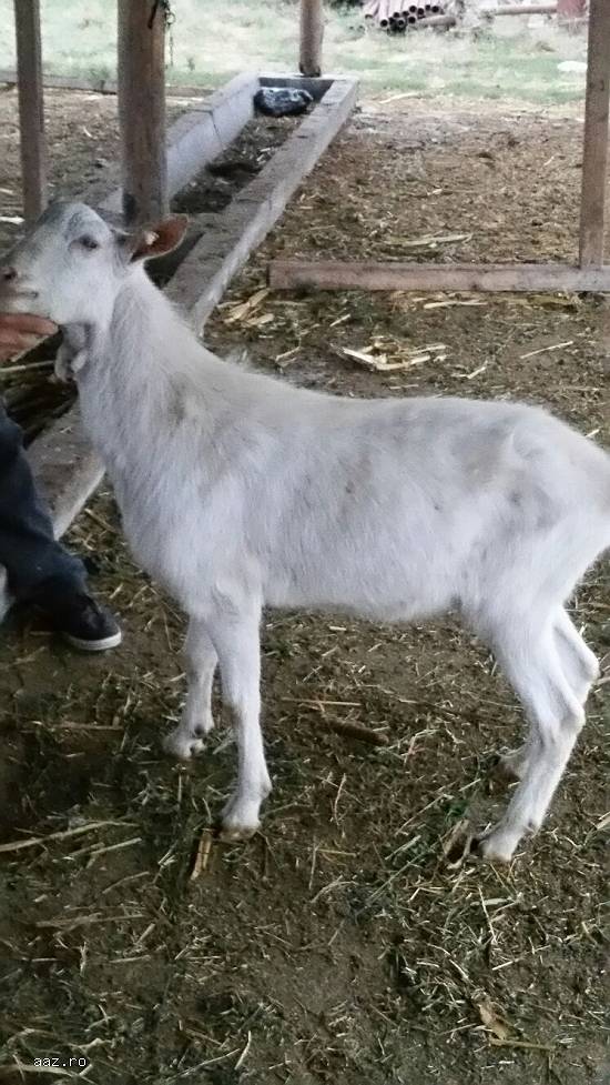 150 euro  capre saanen urgent si cu tapi langa ele. sunt crotaliat
