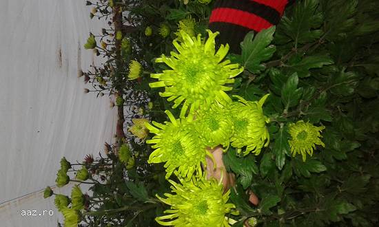 crizantema fir
