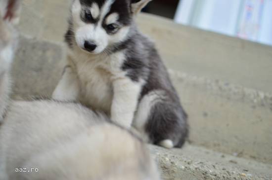 Pui Husky