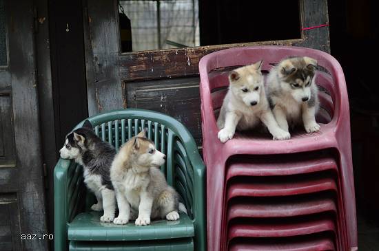 Pui Husky