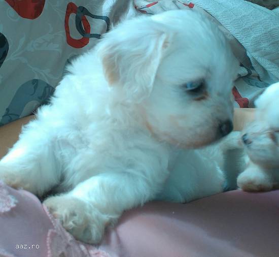 bichon maltez