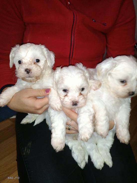 bichon maltez
