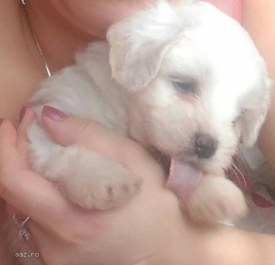 bichon maltez
