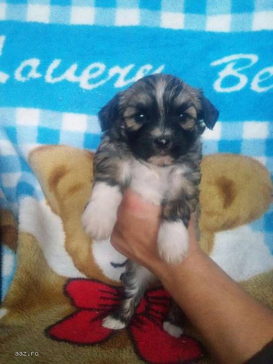 Catelusi bichon maltez(pret negociabil!)